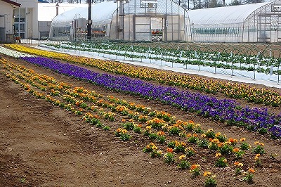 帯広農高生が豊成小で食育授業_b0191190_08284491.jpg