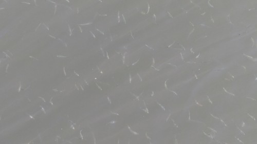 f0166694_19494193.jpg