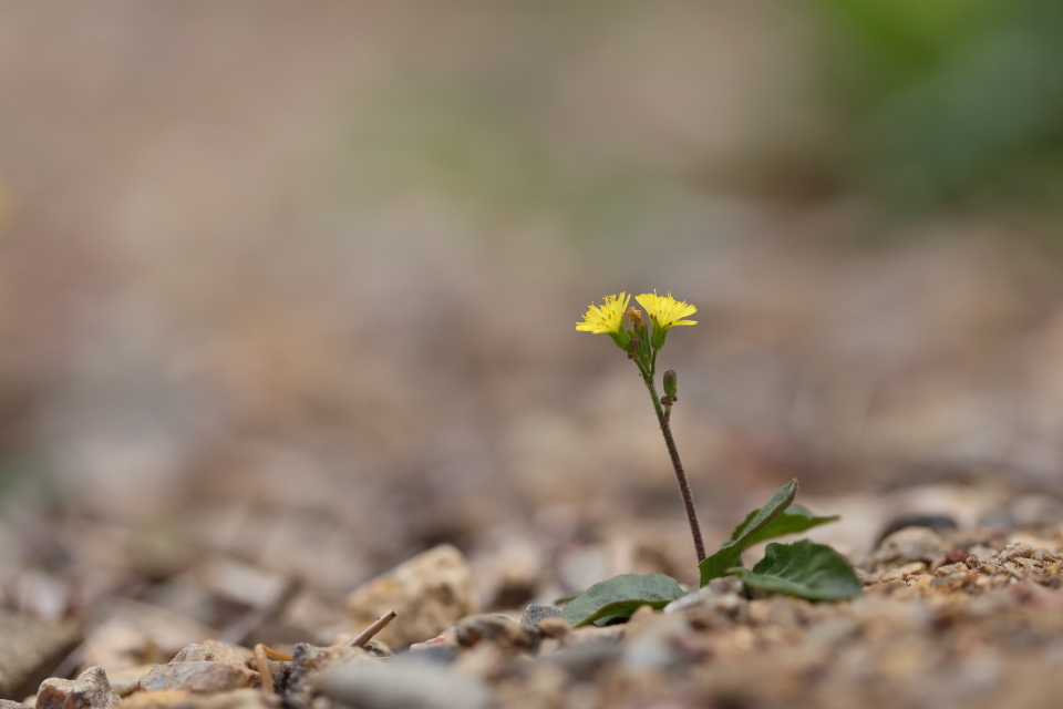 野辺の草花_d0354901_16282476.jpg