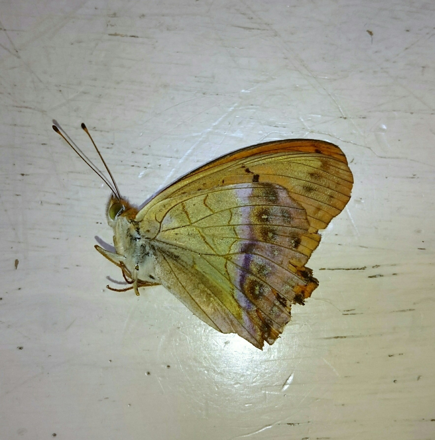 a0361610_16513903.jpg