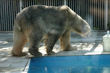 アルマトイ動物園へ ～ アリコルさん、はじめまして！_a0151913_1362391.jpg