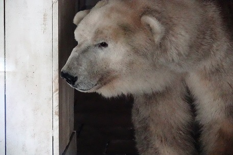 アルマトイ動物園へ ～ アリコルさん、はじめまして！_a0151913_217684.jpg