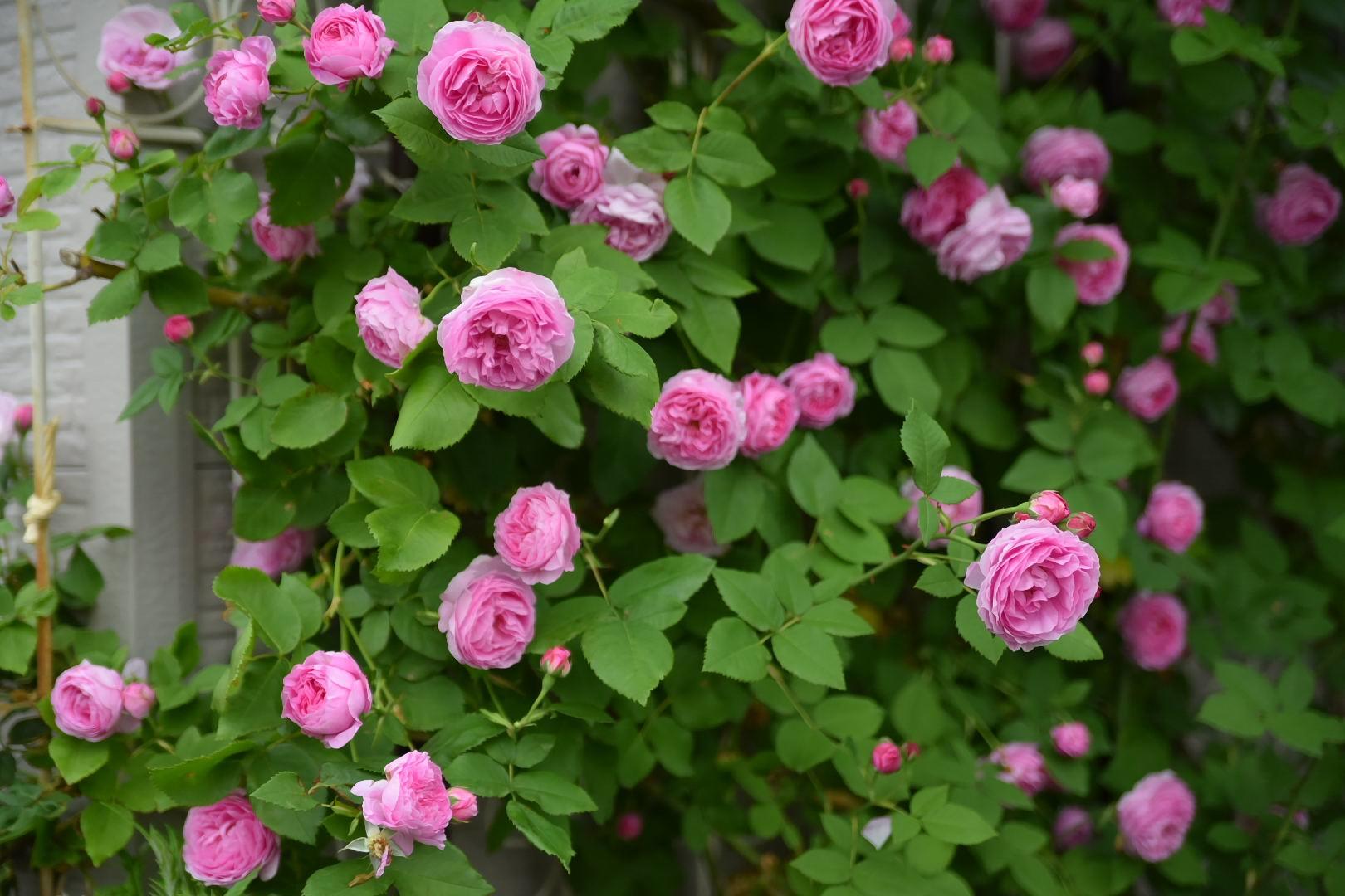 愛すべき薔薇 Louise Odier カヲリノニワ 愛すべき薔薇 Louise Odier カヲリノニワ
