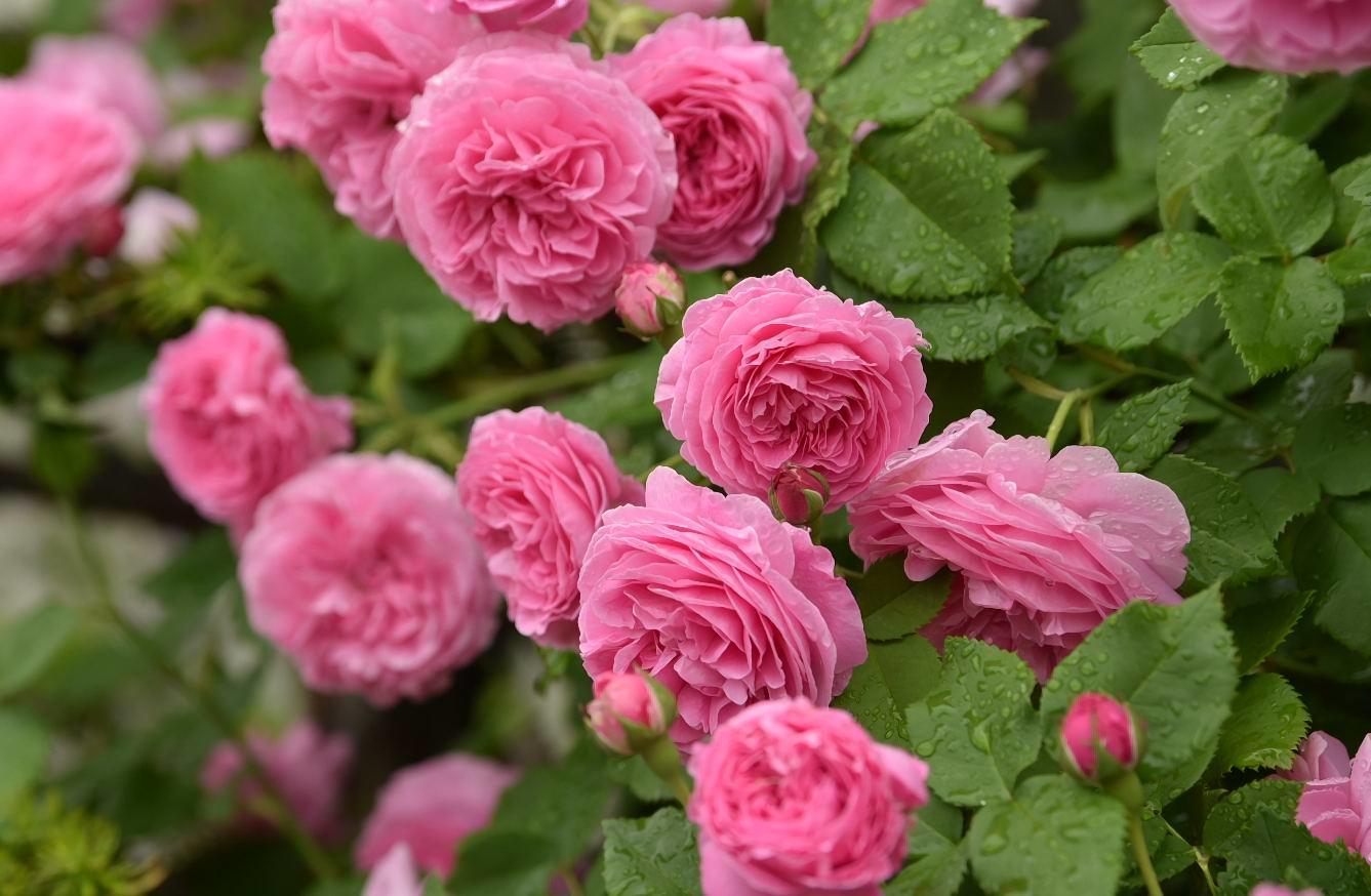 愛すべき薔薇 Louise Odier カヲリノニワ 愛すべき薔薇 Louise Odier カヲリノニワ