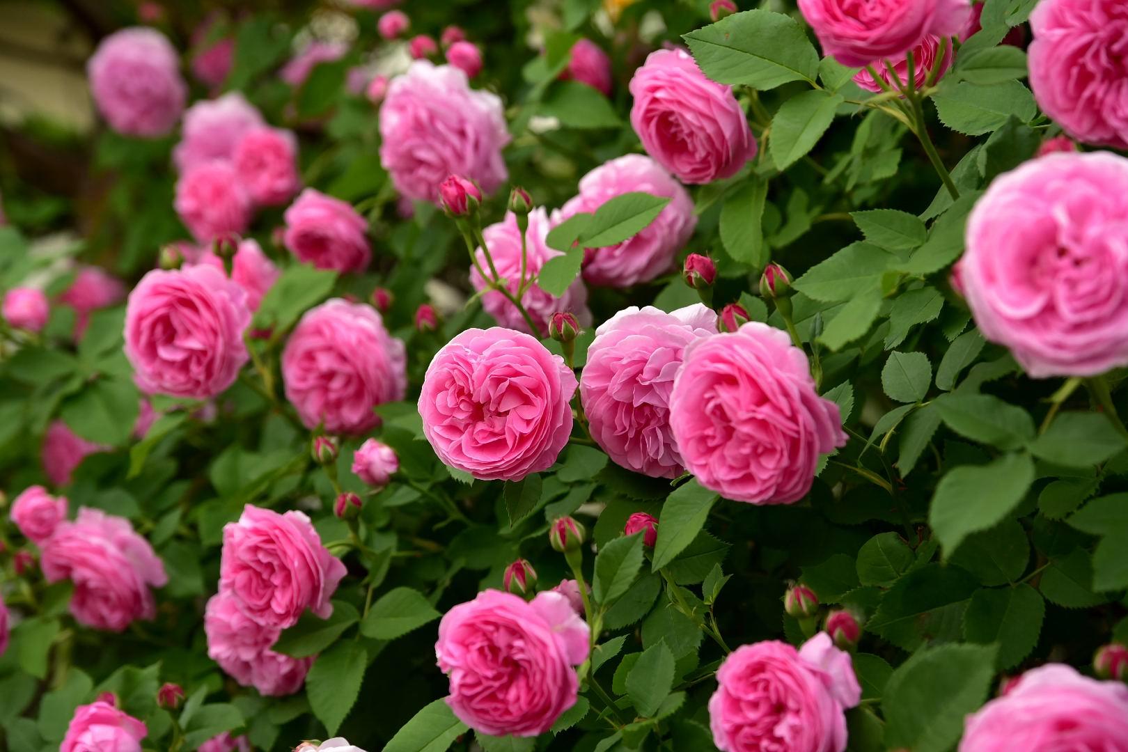 愛すべき薔薇 Louise Odier カヲリノニワ 愛すべき薔薇 Louise Odier カヲリノニワ