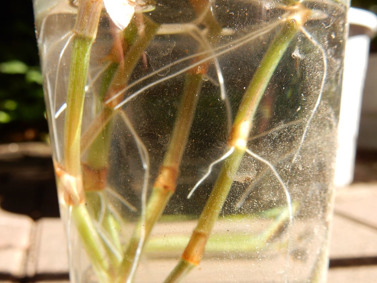 多くの植物は水に挿しておくだけで根が出てくる_c0025115_23242399.jpg