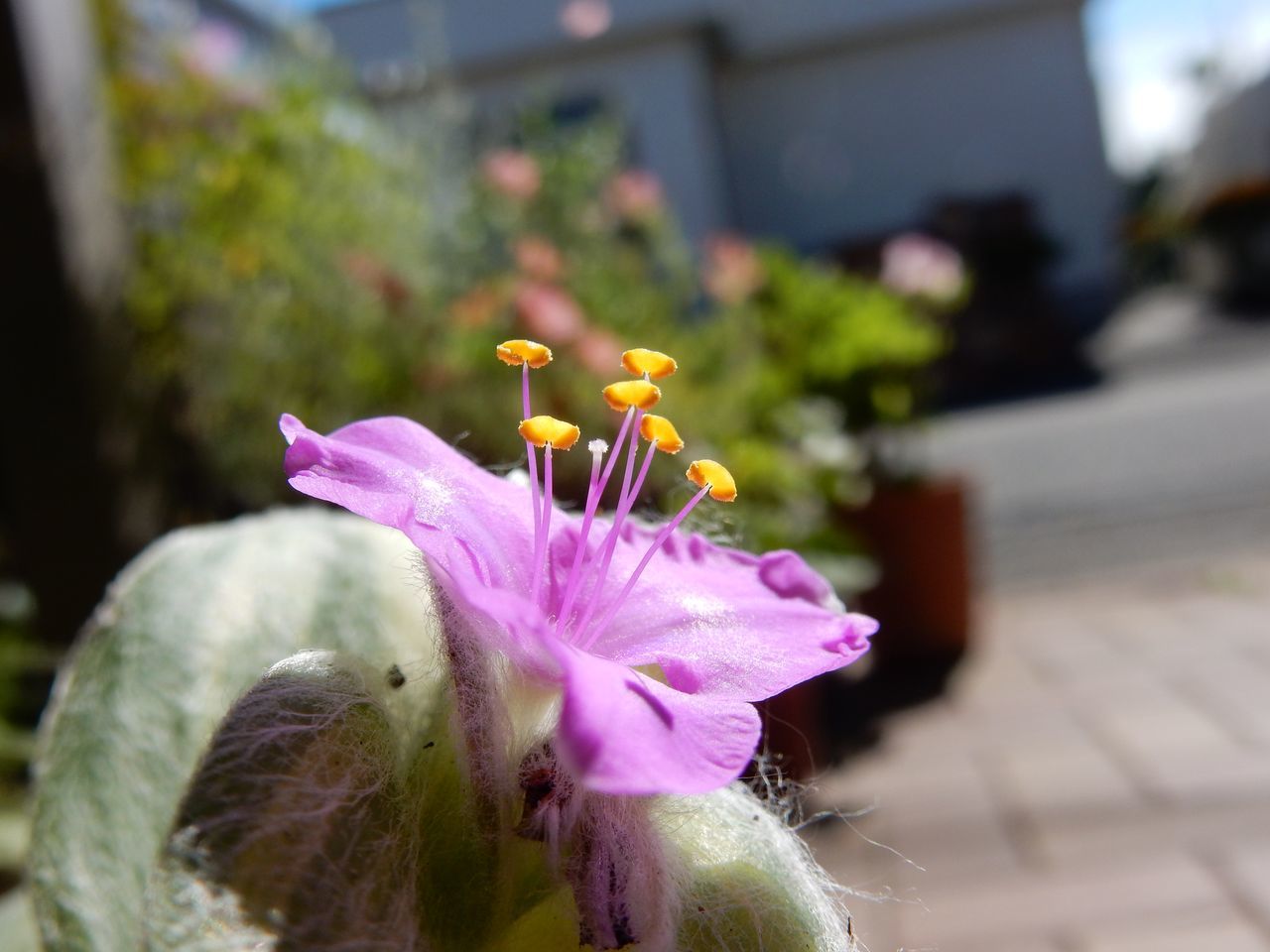 多くの植物は水に挿しておくだけで根が出てくる_c0025115_23242877.jpg