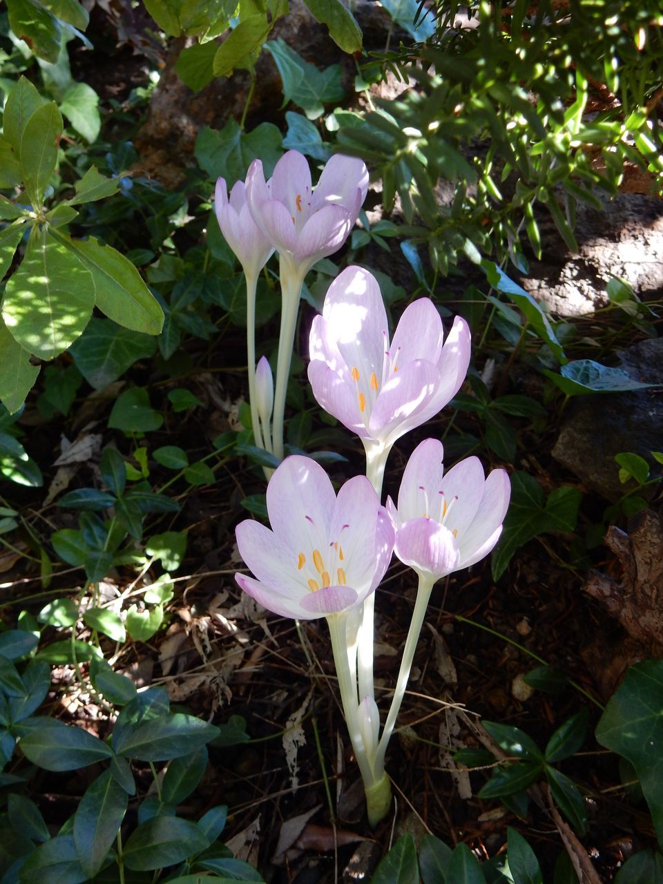 多くの植物は水に挿しておくだけで根が出てくる_c0025115_23313911.jpg