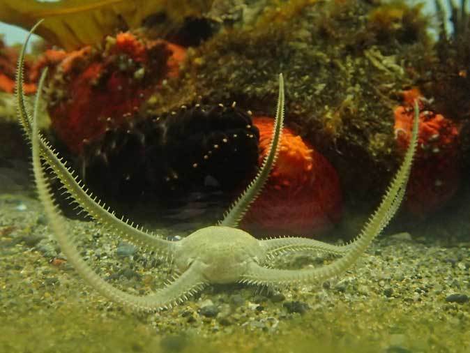葛西臨海水族園～北極海のダンゴウオと美しきナマコ : 続々・動物園