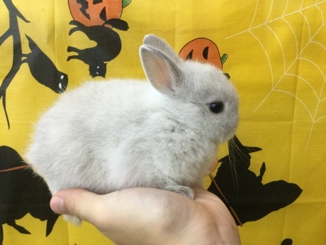 190921 うさぎ・ハムスター_f0189122_11512580.jpeg