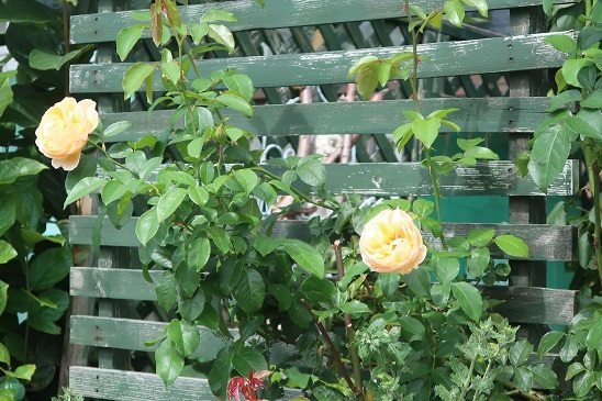 e0398246_20031521.jpg