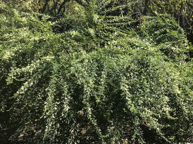 c0343447_08323034.jpg