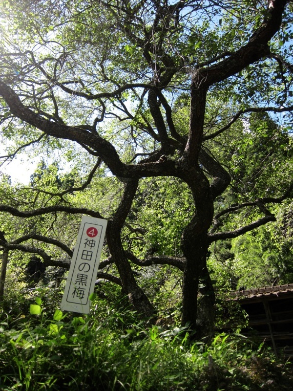 そこは 山の中_c0294553_04420451.jpg