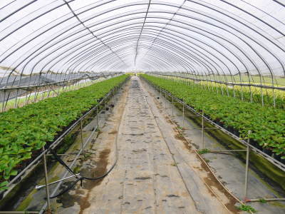 完熟紅ほっぺ 定植に向け現在の栽培ハウスと元気な苗床の様子!今年もこだわりの減農薬栽培で育てます!_a0254656_18244698.jpg