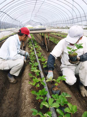 完熟紅ほっぺ　定植に向け現在の栽培ハウスと元気な苗床の様子！今年もこだわりの減農薬栽培で育てます！_a0254656_18455253.jpg