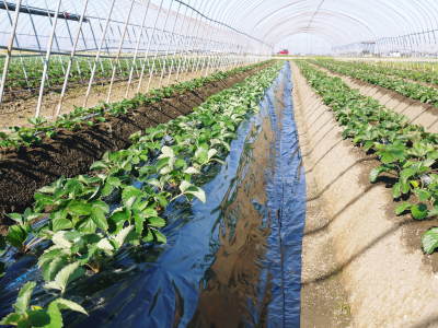 完熟紅ほっぺ　定植に向け現在の栽培ハウスと元気な苗床の様子！今年もこだわりの減農薬栽培で育てます！_a0254656_18485352.jpg