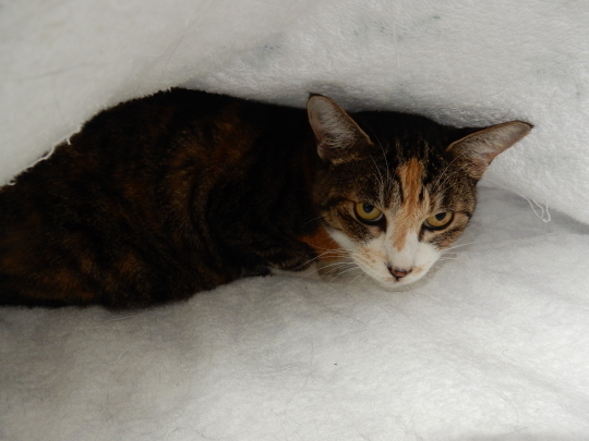 ’19,9,21(土)ザクロとガードキャットのこころちゃん!_f0060461_07110533.jpg