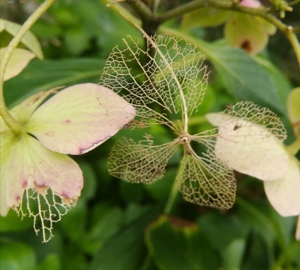 紫陽花の秋 侘助つれづれ 紫陽花の秋 侘助つれづれ