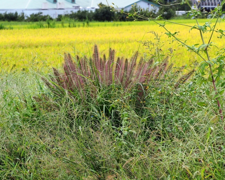 c0305565_17382344.jpg