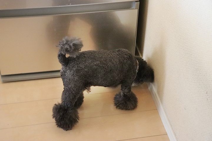 冷凍庫キター!_b0111376_14165417.jpg