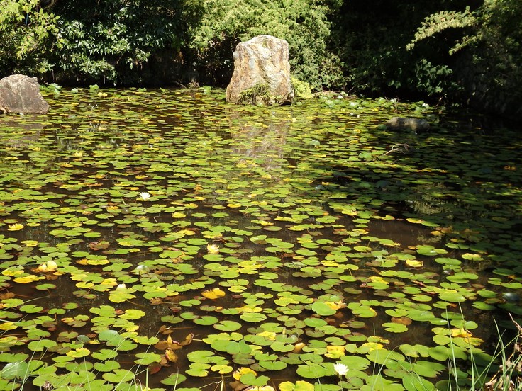 『大智寺の秋風景』_d0054276_20142569.jpg