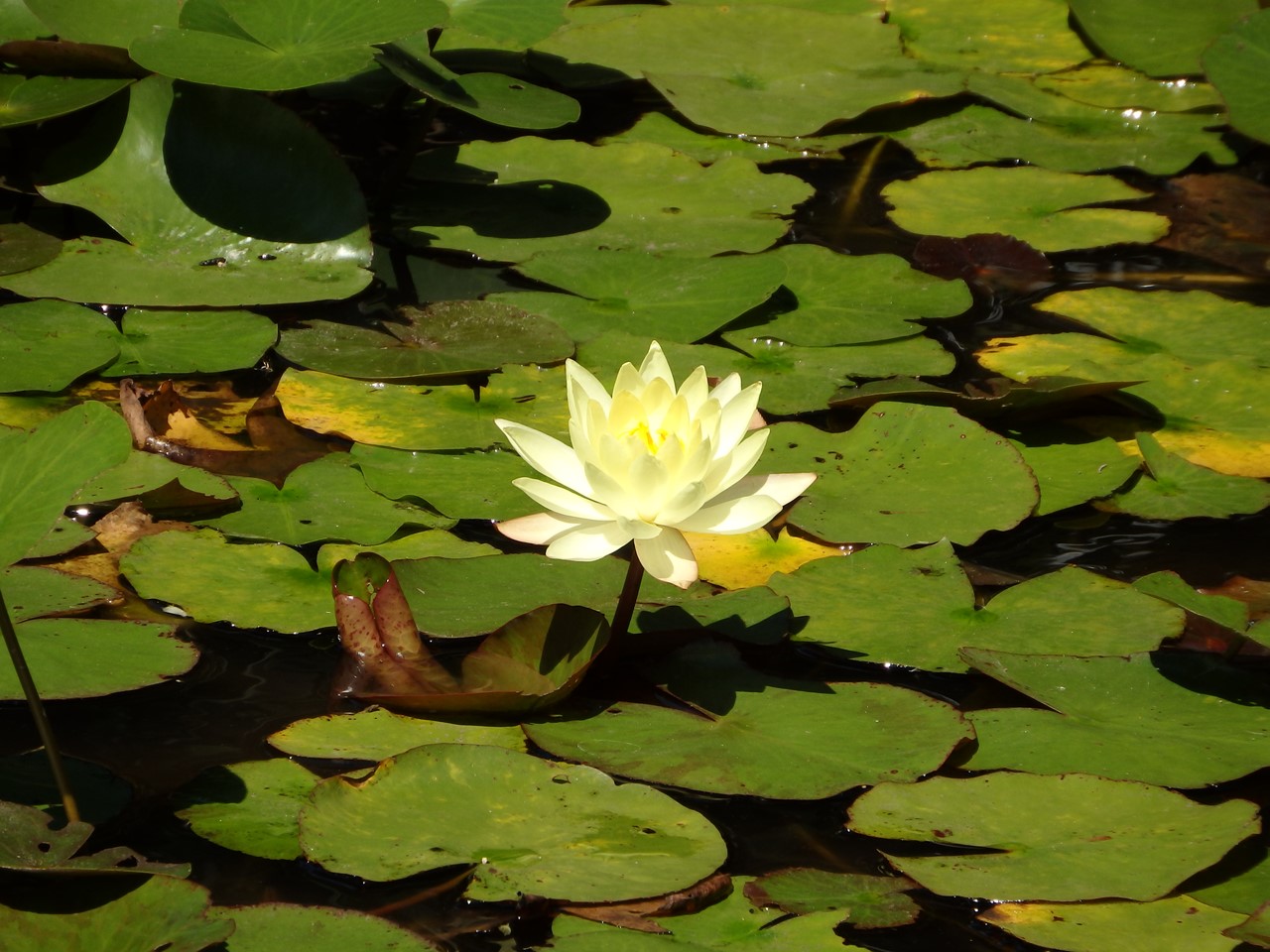 『大智寺の秋風景』_d0054276_20144765.jpg