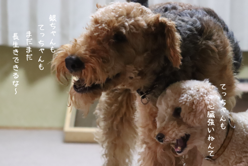 a0216583_23394941.png