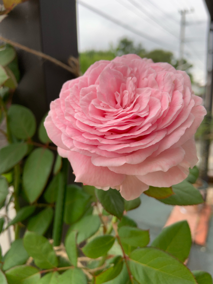 マリー ヘンリエッテ 春 ナナと庭の薔薇 マリー ヘンリエッテ 春 ナナと庭の薔薇