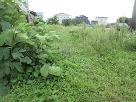 ナツメの実がたくさん。イノシシが出た?_a0203003_15075144.jpg