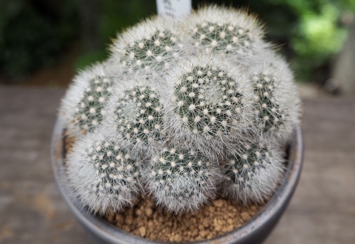 サボテン多肉植物　デフューサ・フワフワ系 ロフォフォラ翠冠玉の基本情報・育て方｜多肉植物・サボテン図鑑