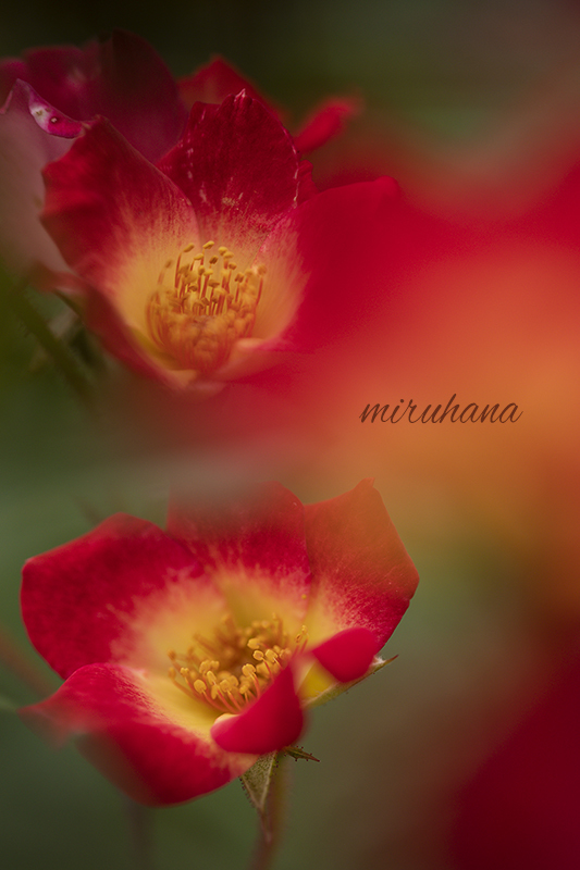 花菜ガーデン満喫。_c0037519_12041264.jpg