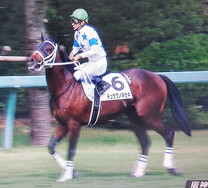 阪神　新馬戦　連勝！_a0009035_12313925.jpg