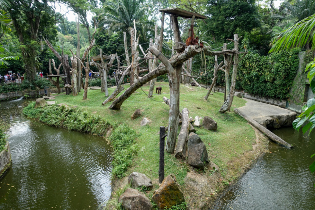 August 2019 Singapore Zoo 4 -FREE RANGING ORANGUTAN ISLAND-_b0330044_16580546.jpg