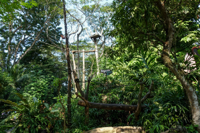 August 2019 Singapore Zoo 4 -FREE RANGING ORANGUTAN ISLAND-_b0330044_17064319.jpg