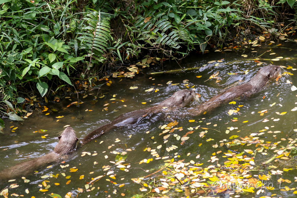 August 2019 Singapore Zoo 4 -FREE RANGING ORANGUTAN ISLAND-_b0330044_17511000.jpg