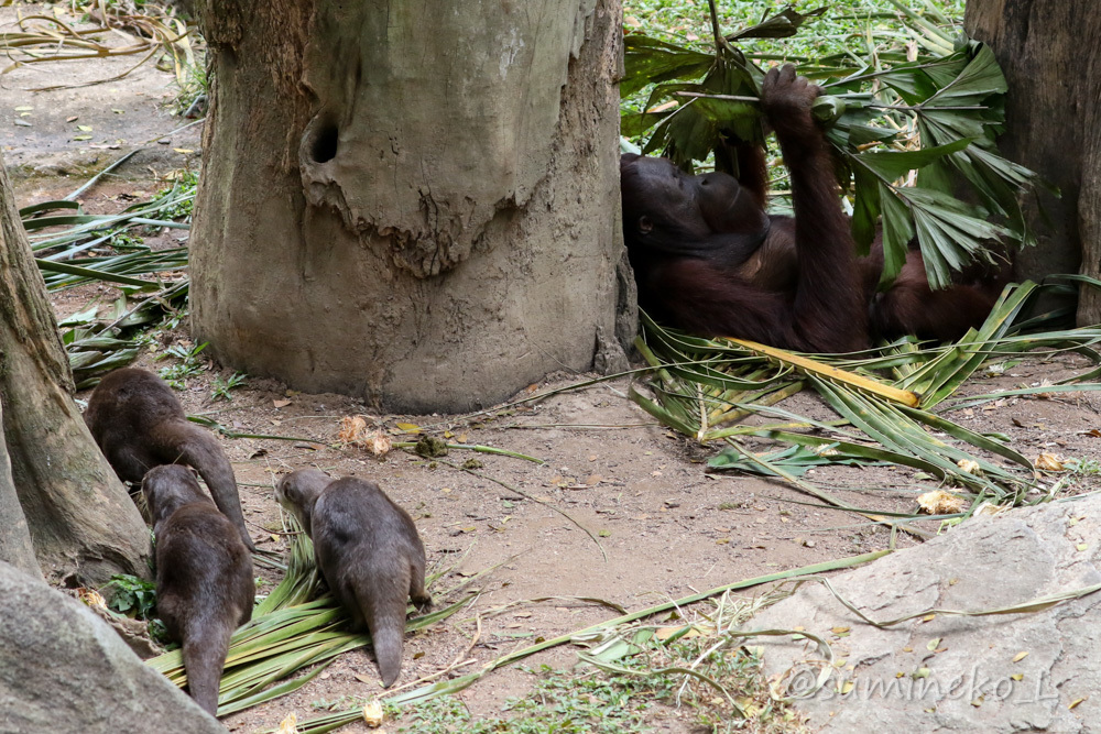 August 2019 Singapore Zoo 4 -FREE RANGING ORANGUTAN ISLAND-_b0330044_18191539.jpg