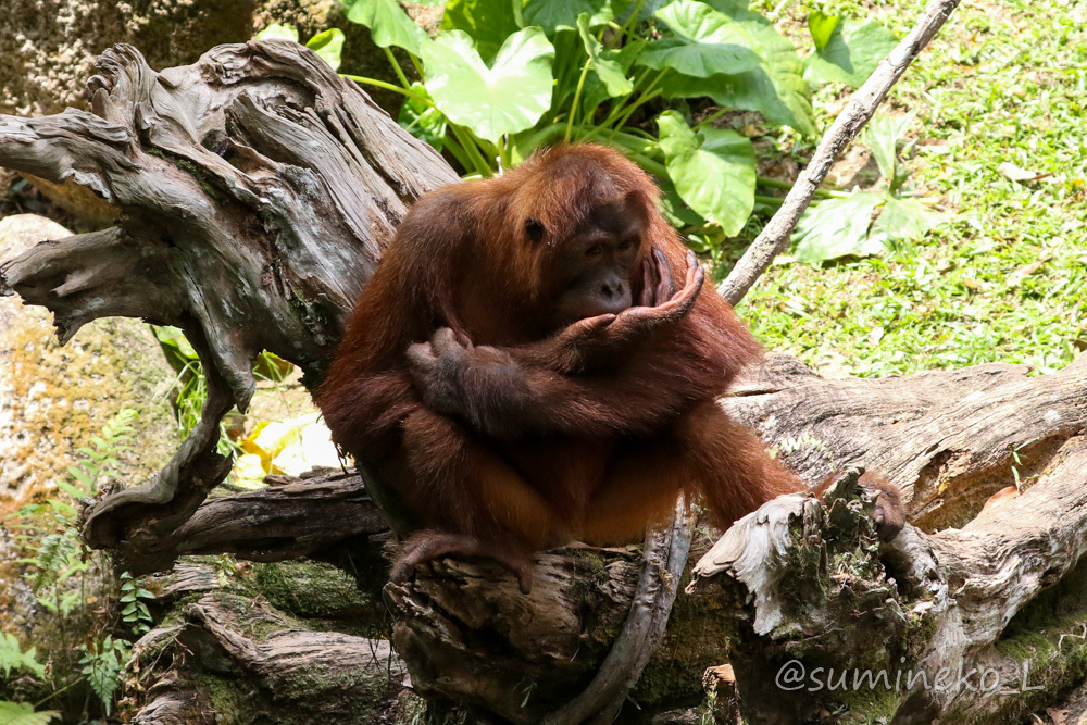 August 2019 Singapore Zoo 4 -FREE RANGING ORANGUTAN ISLAND-_b0330044_18492438.jpg