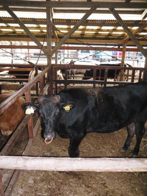 熊本県産黒毛和牛の精肉販売に向けて 「中野畜産」さんのこだわり紹介!(前編)_a0254656_15273762.jpg