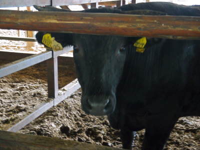 熊本県産黒毛和牛の精肉販売に向けて 「中野畜産」さんのこだわり紹介!(前編)_a0254656_17344291.jpg