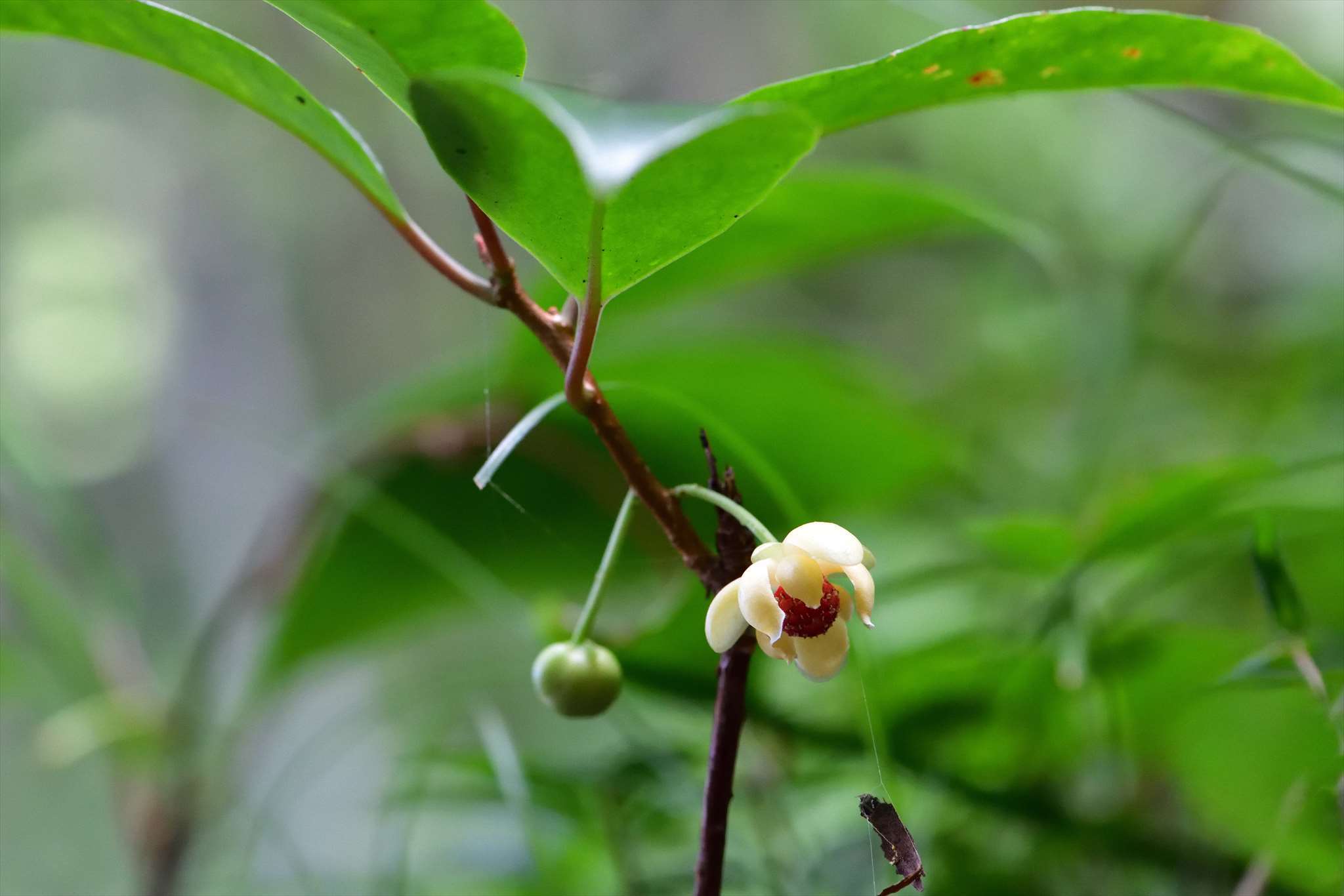 サネカズラ 野の花山の花ウォッチング In 奥多摩 サネカズラ 野の花山の花ウォッチング In 奥多摩