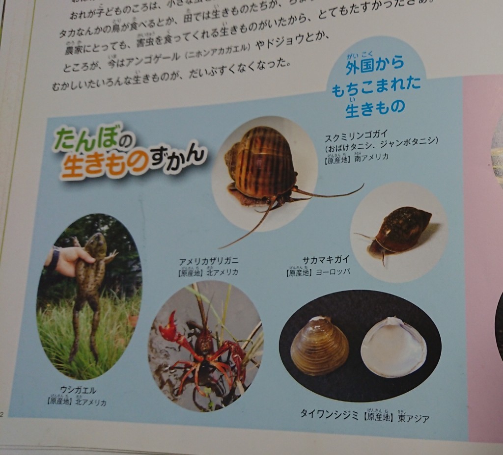 たんぼのおばけタニシ ごたごた荘から大空を見上げて たんぼのおばけタニシ ごたごた荘から大空を見上げて