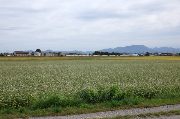 秋色の田んぼ、蕎麦畑、青森駅前干潟など_a0136293_15545929.jpg