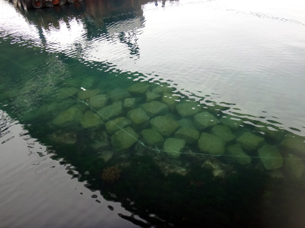 秋色の田んぼ、蕎麦畑、青森駅前干潟など_a0136293_16065584.jpg