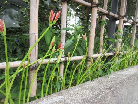 黄金鬼百合発芽。キミチャンご不幸_a0203003_16491016.jpg
