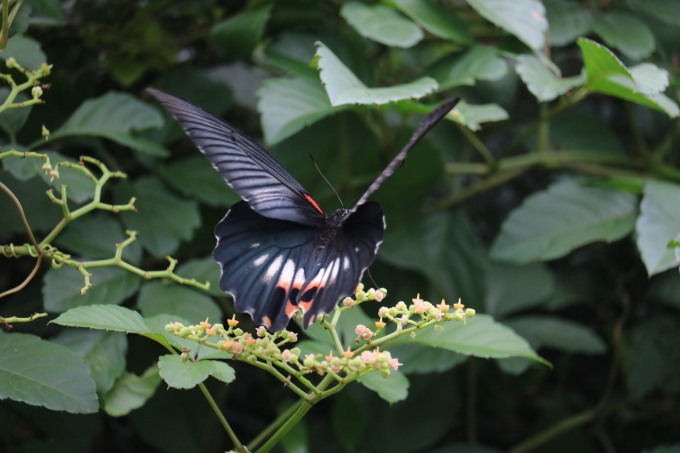 埼玉中部　    ナガサキアゲハ雌雄2019/09/18_d0251807_07265473.jpg