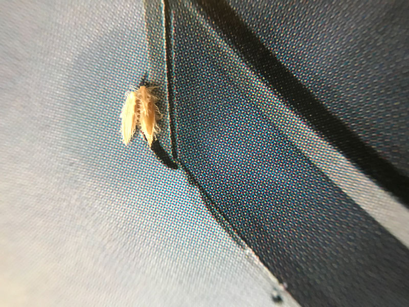 家の外壁水切りあたりに見つけてしまいました 昆虫ブログ むし探検広場