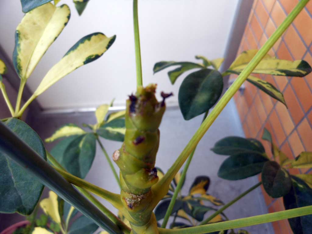 観葉植物の剪定 いとしの花と2匹のネコ 観葉植物の剪定 いとしの花と2匹のネコ