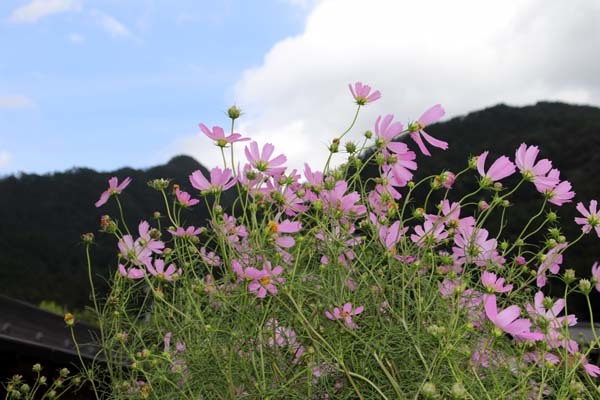 秋分の日　大原のヒガンバナ_e0048413_20520404.jpg