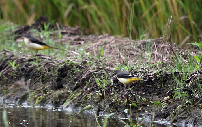 田んぼ巡りで逢えた鳥たち_f0239515_172149.jpg