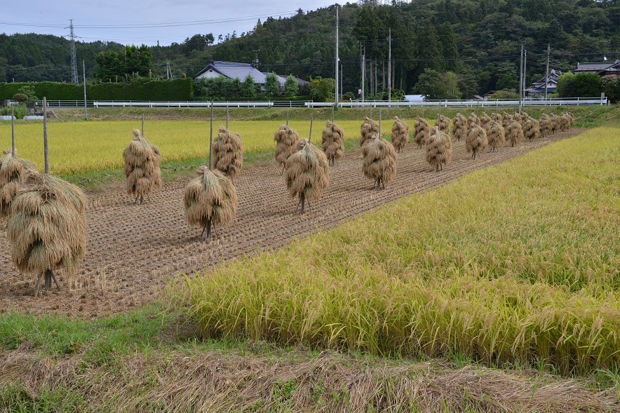 ねじりほんにょも現れ始めました 栗駒山の里だより